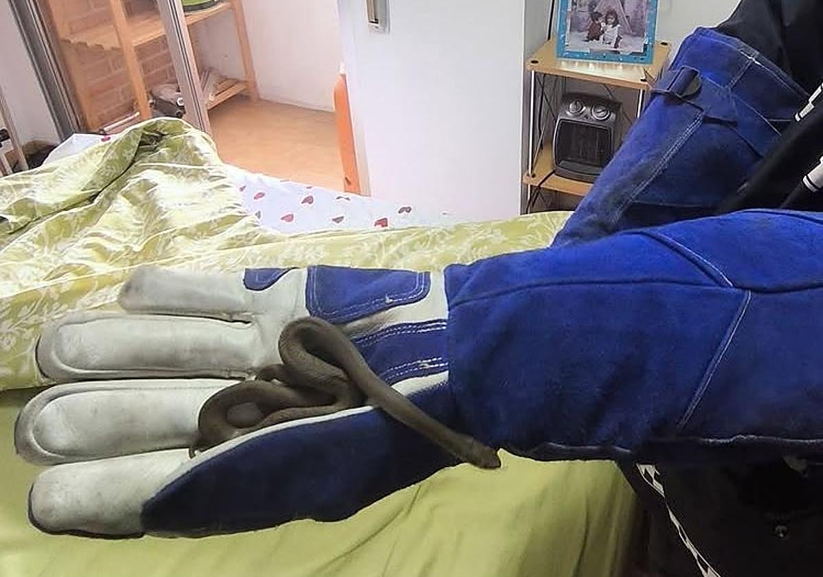 Culebra que la mujer encontró entre sus sábanas.