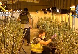 Plantación de marihuana desmantelada por la Guardia Civil en diciembre del año pasado.