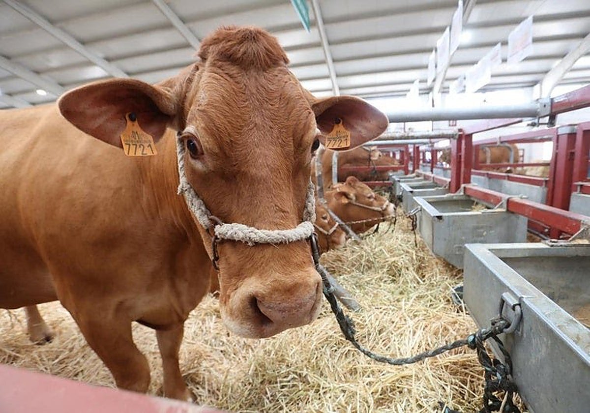 Feria de ganado en la provincia de Salamanca.