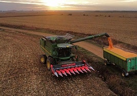 Labores de recogida de maíz en la provincia de León.