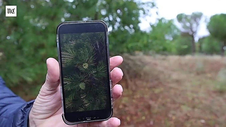 Peligra el sector del piñón en Valladolid: «en cinco años desaparecerán el 90% de trabajadores»