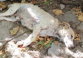 Uno de los perros encontrados por el Seprona en Nava de la Asunción.
