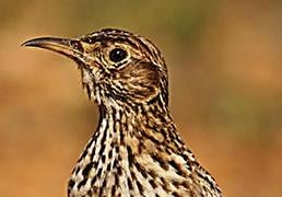 Así es la alondra ricotí y por qué piden «falta muy grave» por destruir su hábitat