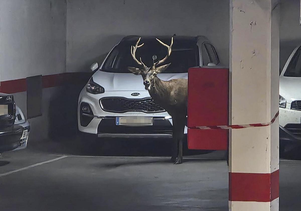 El ciervo que se paseó por Zamora desconcierta a los expertos: nadie entiende cómo sucedió