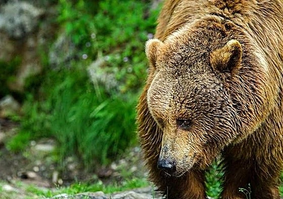 Ejemplar de oso pardo.