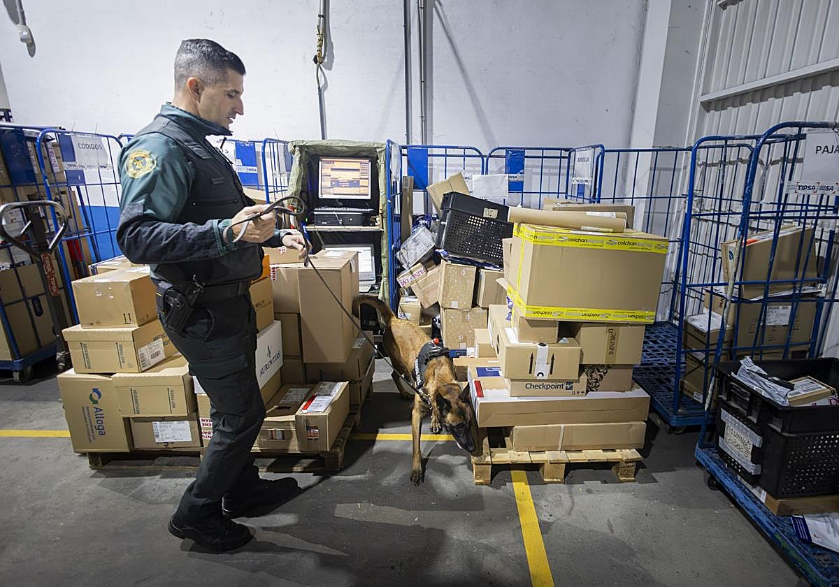 Los perros de la Guardia Civil detectan 200 kilos de picadura de tabaco al año en paquetes