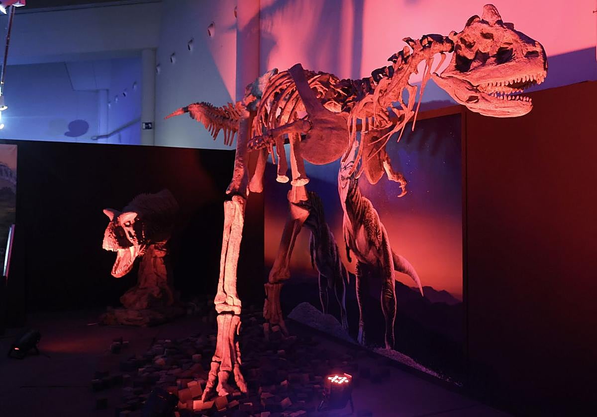 Maquetas del Megaraptos y el Carnotaurus, dos de los dinosaurios que forman parte de la exposición del Museo de la Ciencia.