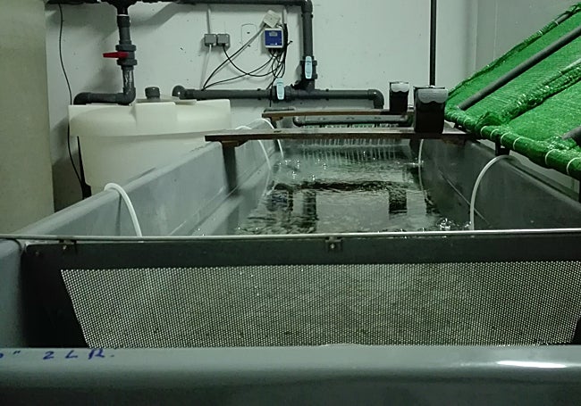 Pila de alevinaje en el Centro de Investigación en Acuicultura del Itacyl