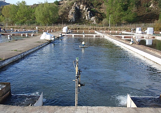 Piscifactoría de Campoo en la localidad palentina de Aguilar de Campoo.