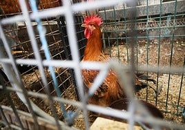 Una gallina en una imagen de archivo.