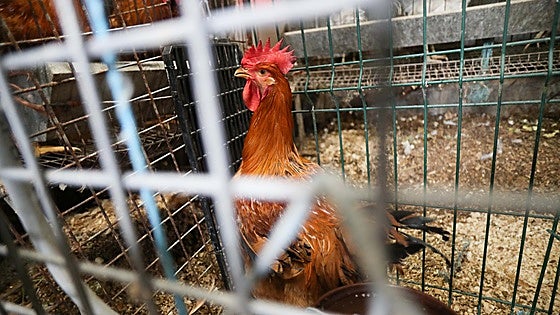 La crisis de la gripe aviar obliga a sacrificar a 2,5 millones de gallinas en España