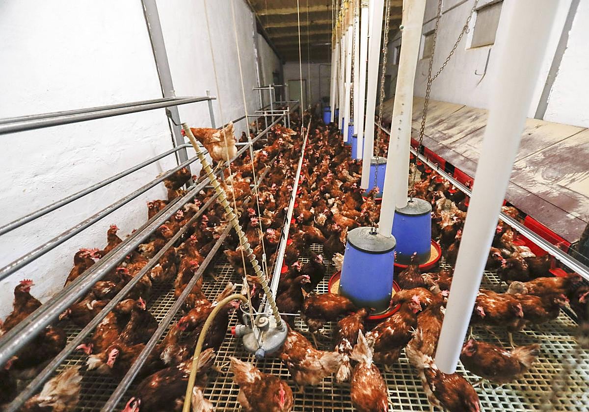 Imagen de archivo de una explotación ganadera con gallinas confinadas dentro del gallinero por brotes de gripe aviar