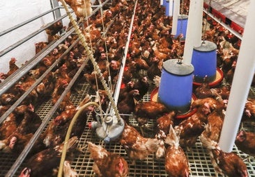 El confinamiento de aves afecta a 648 granjas y más de 15.900 explotaciones de producción doméstica