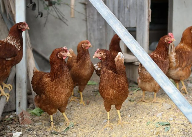 El Gobierno amplía el confinamiento de aves de cría a todas las granjas de España por la gripe aviar