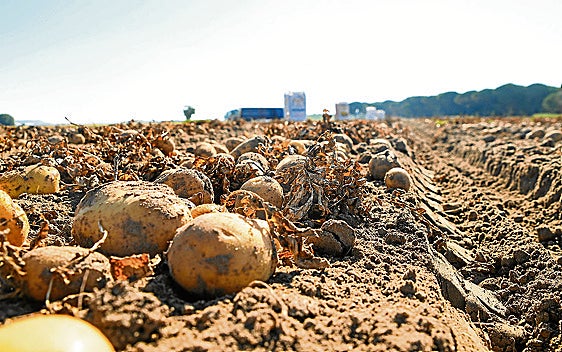 Los productores de patata, con problemas para encontrar compradores