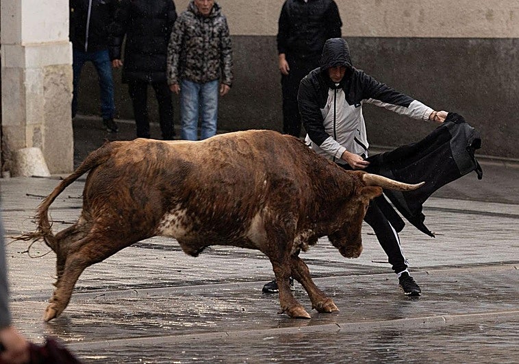 Un aficionado cita a un toro, este sábado en Traspinedo.