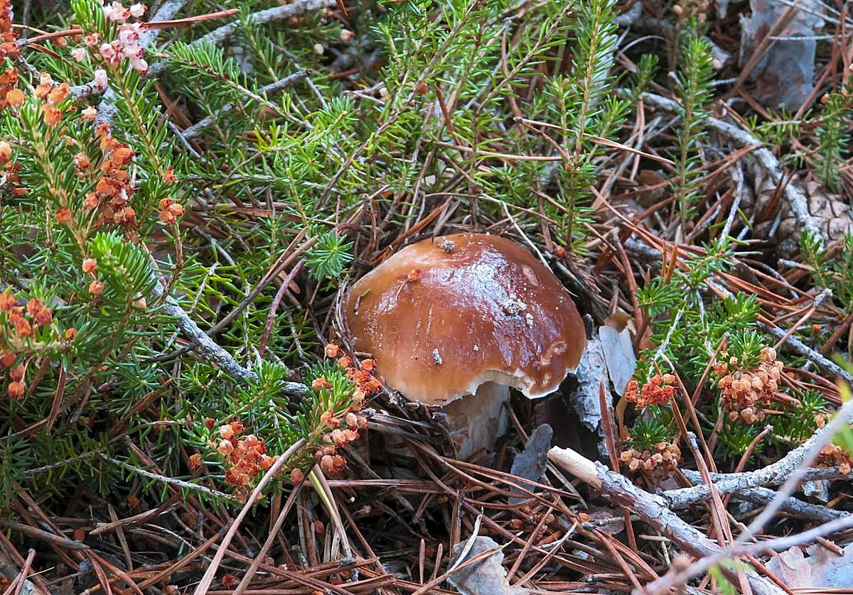 Ejemplar de boletus edulis en los montes de Soria.