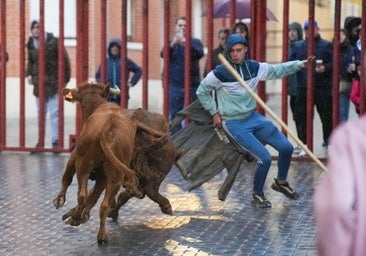Traspinedo despide las fiestas de San Martín con un entretenido encierro