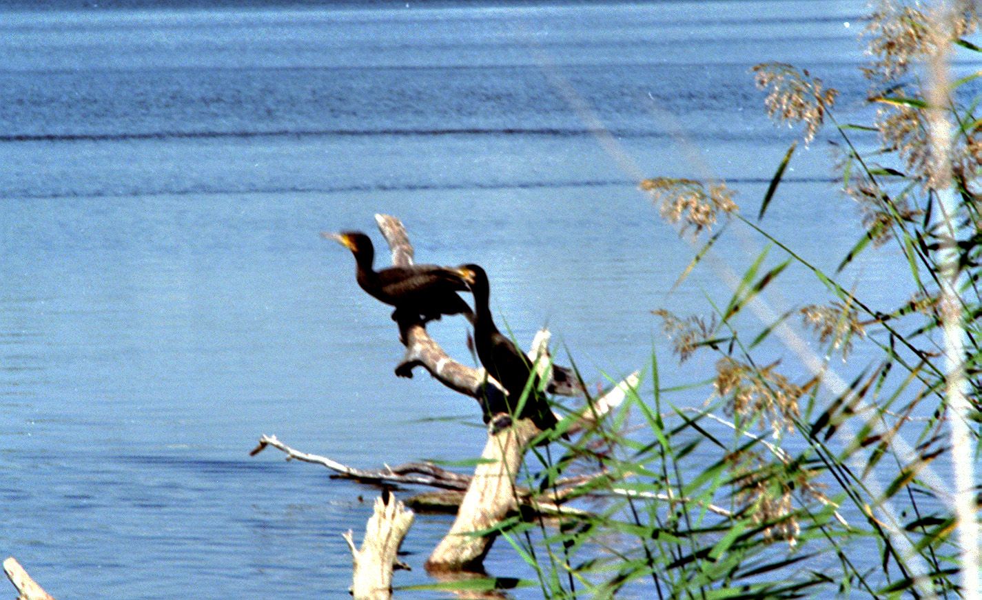 Aves en el embalse de San Miguel. 1 de septiembre de 2001.