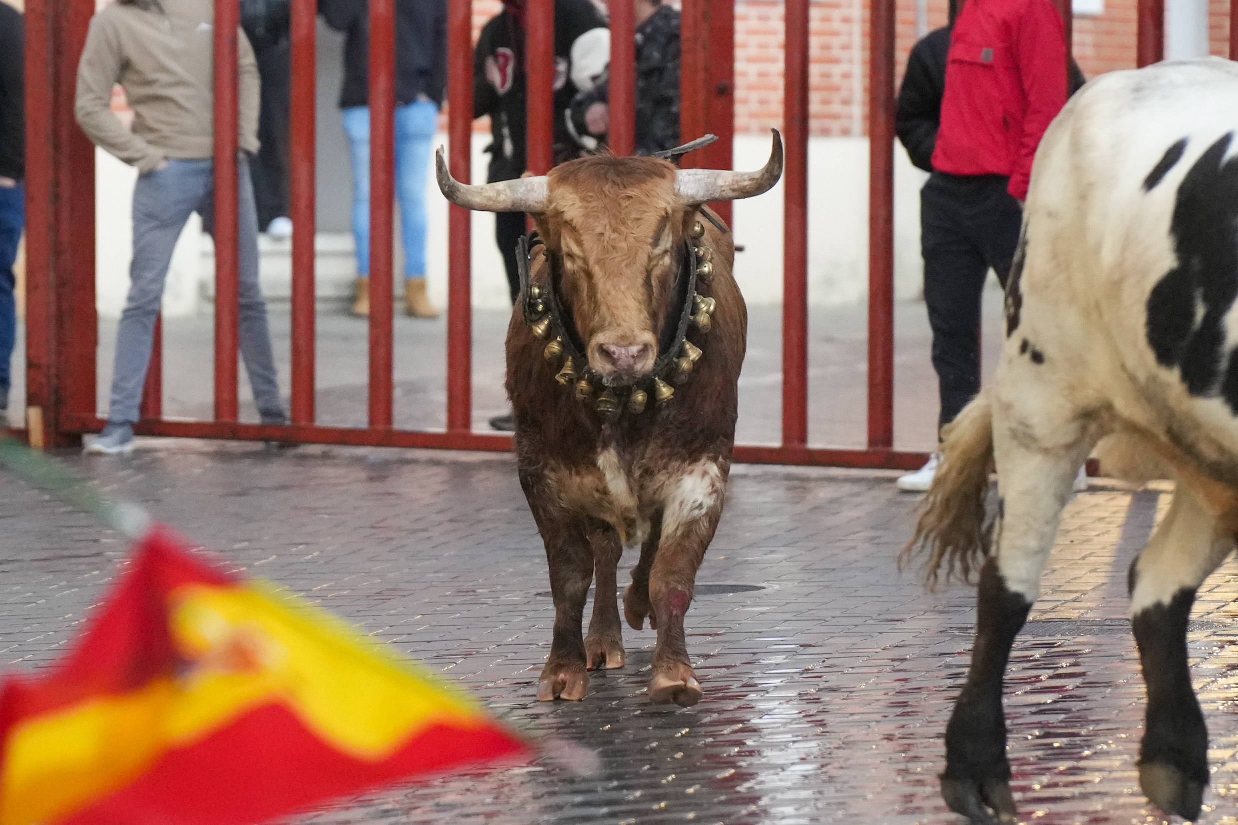 El encierro de este domingo en Traspinedo, en imágenes