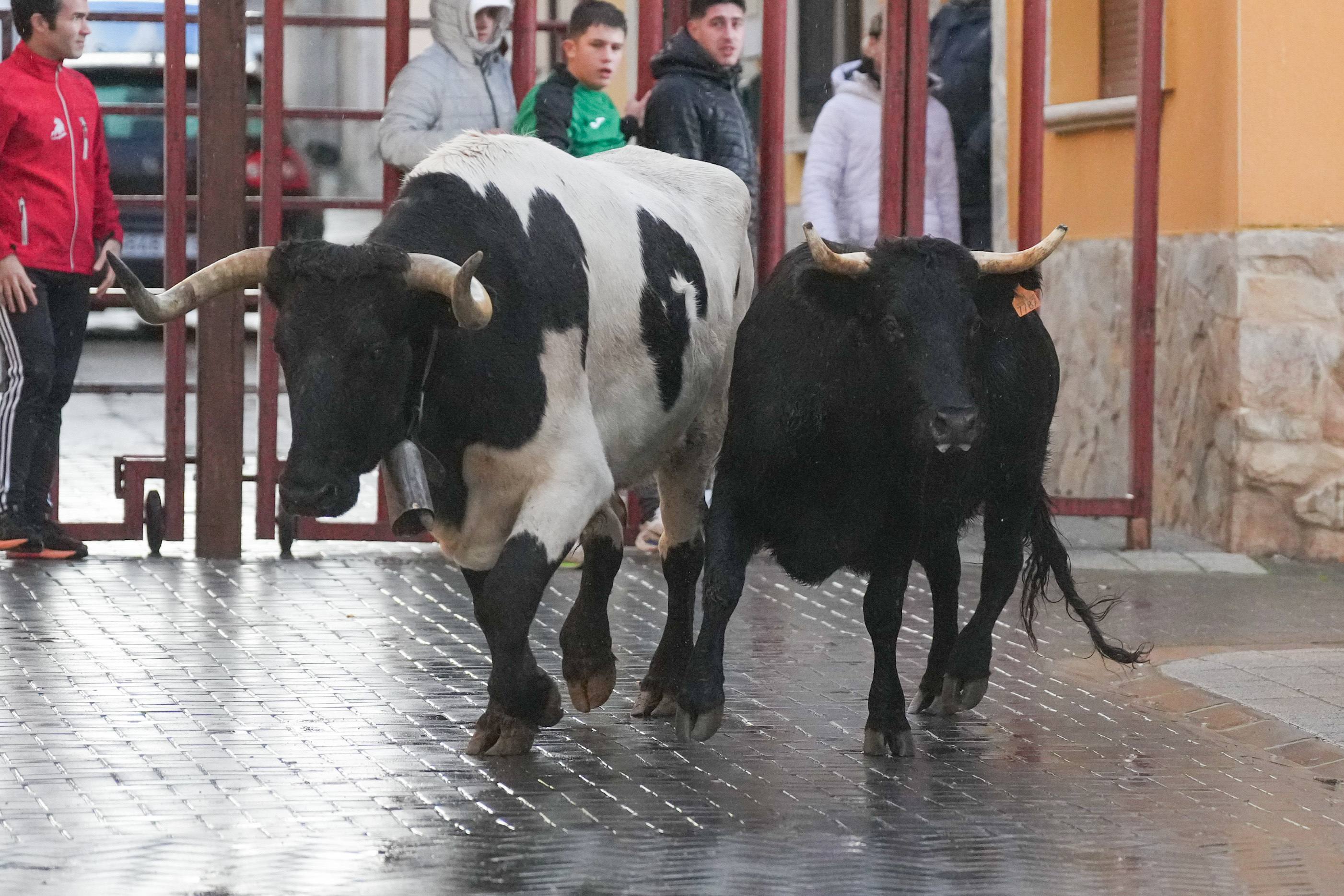 El encierro de este domingo en Traspinedo, en imágenes