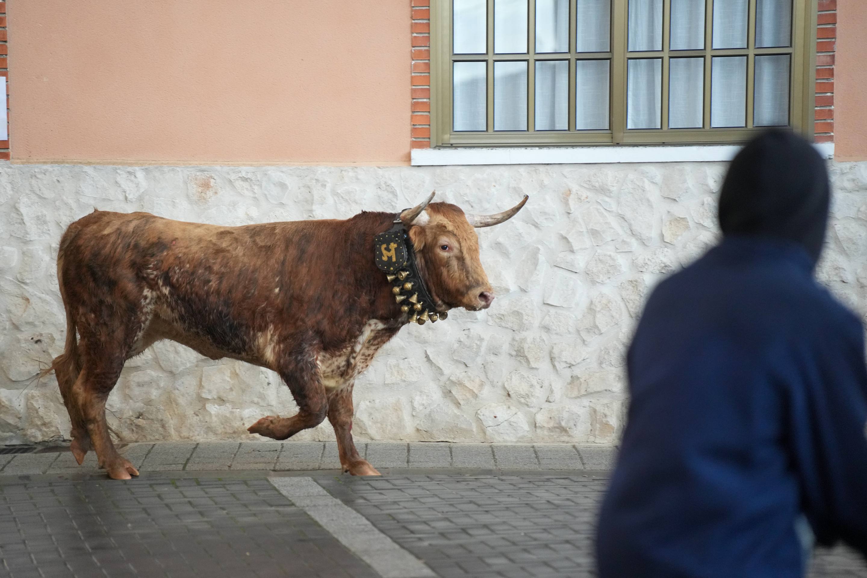El encierro de este domingo en Traspinedo, en imágenes