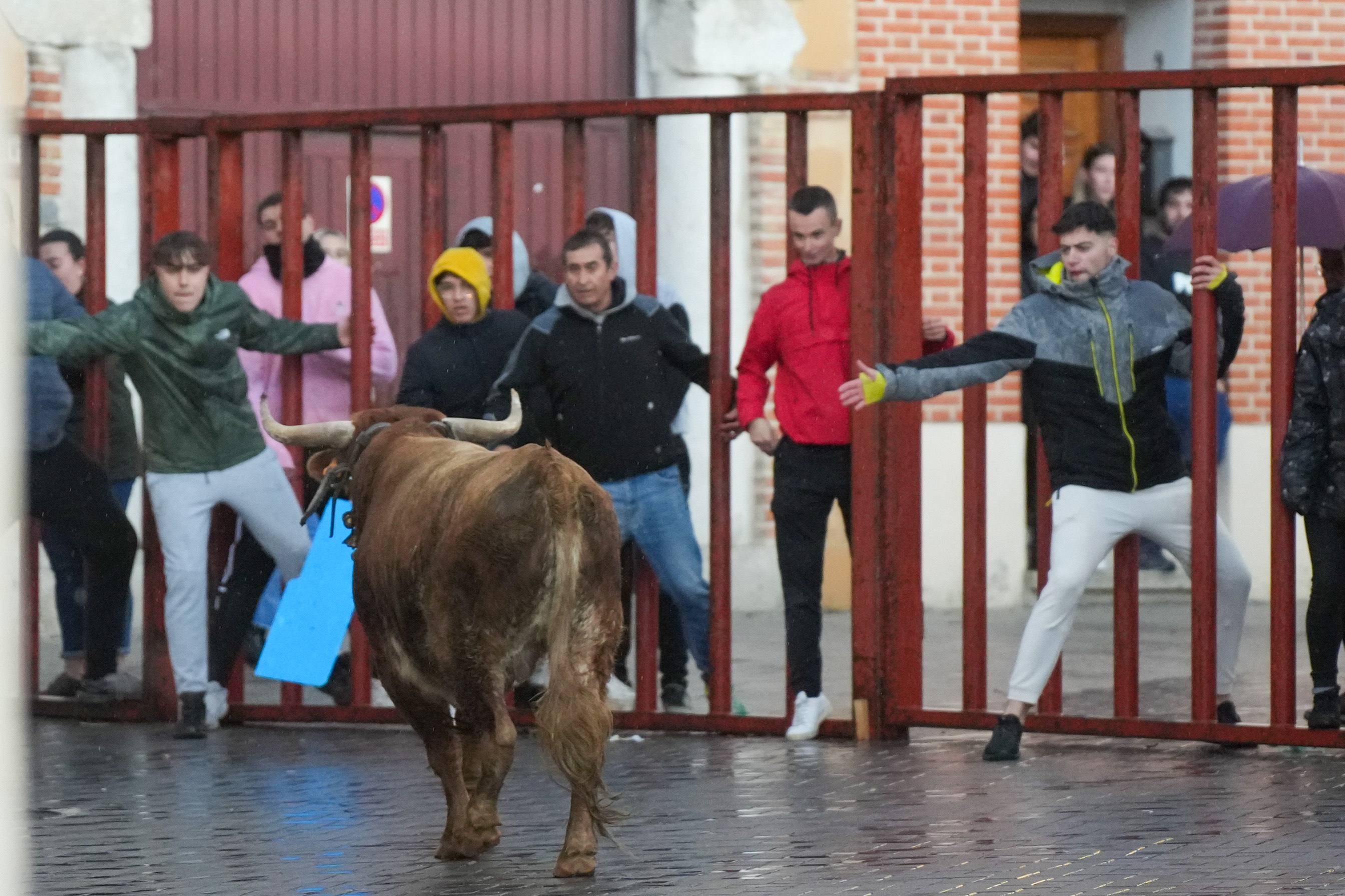 El encierro de este domingo en Traspinedo, en imágenes