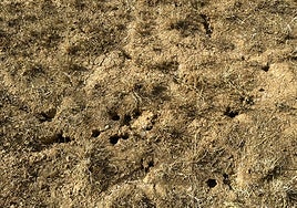 Agujeros de topillos en tierras de cultivo en Mazariegos (Palencia)