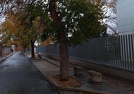 Árboles que serán sustituidos en el barrio de La Albuera.