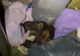 Cachorros de perro arrojados al contenedor de basura.
