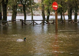 Crecida del río Águeda a su paso por Ciudad Rodrigo el pasado día 14.
