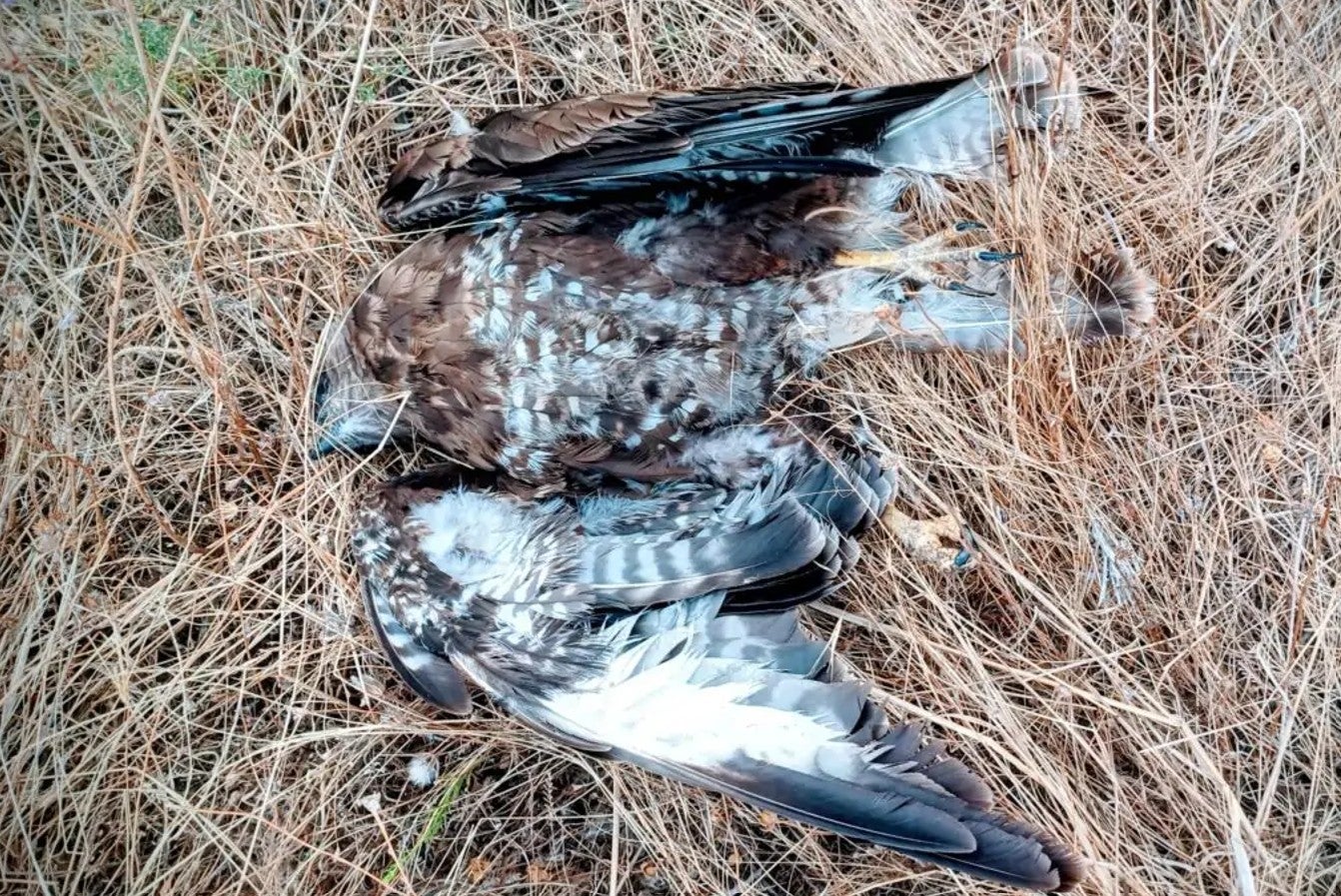 Busardo ratonero encontrado muerto en Lastras del Pozo.