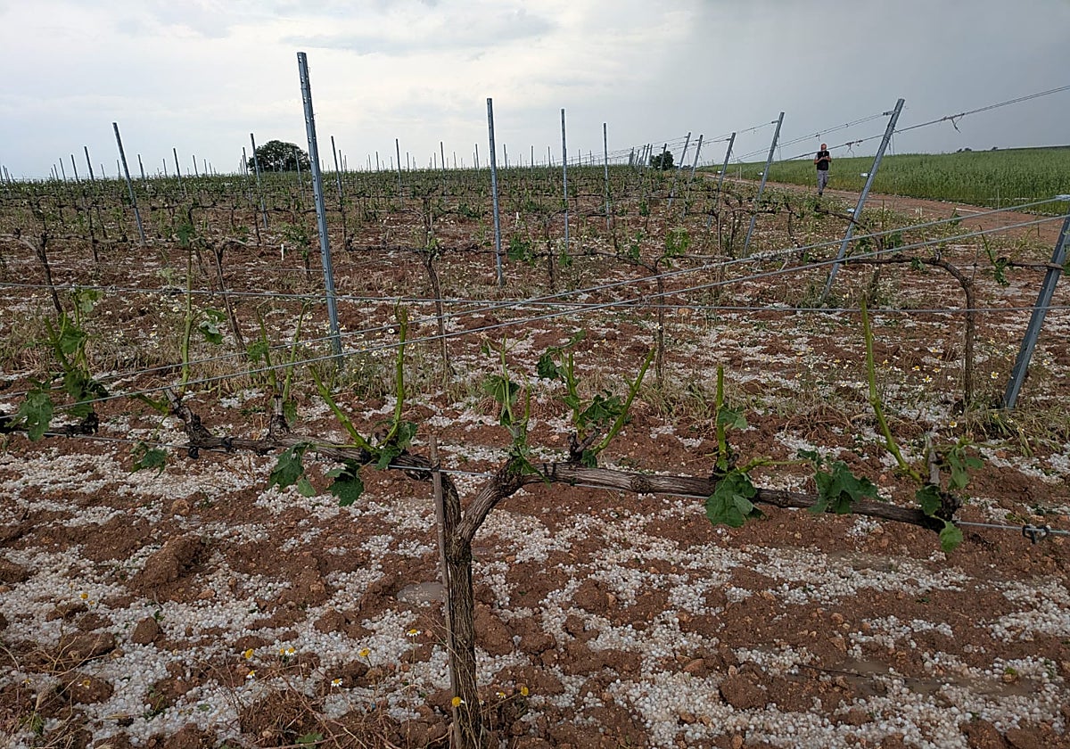 Granizo en un viñedo de la Ribera del Duero.