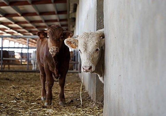 Vacas en una explotación ganadera de Cogeces del Monte.