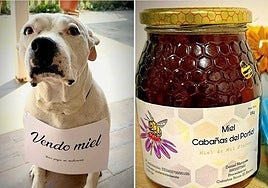 Imagen del perro 'Gordo' junto a un bote de la miel que vende para sufragar los gastos de su medicación.