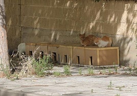 Colonia de gatos en la zona del colegio de las Angélicas.