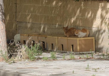 Palencia lanza un nuevo plan de control de los 700 gatos que forman colonias en las calles