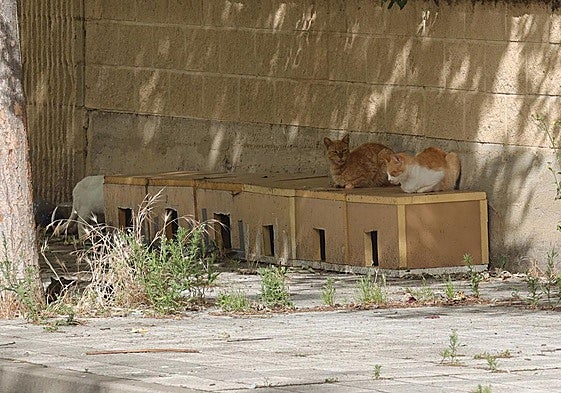 Colonia de gatos en la zona del colegio de las Angélicas.