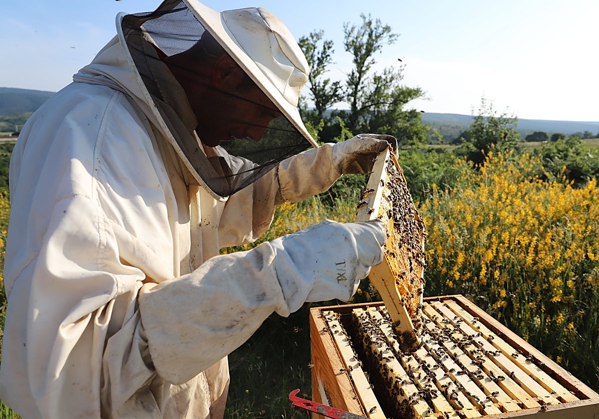Un apicultor realizando sus labores con las colmenas en la localidad burgalesa de Rábanos.