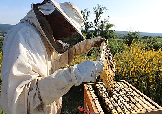Un apicultor realizando sus labores con las colmenas en la localidad burgalesa de Rábanos.