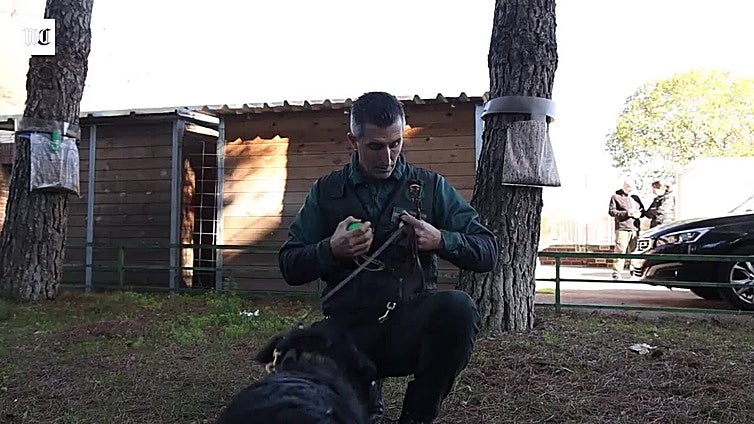 Un adiestrador de la Guardia Civil de Valladolid, maestro en enseñar perros en Europa