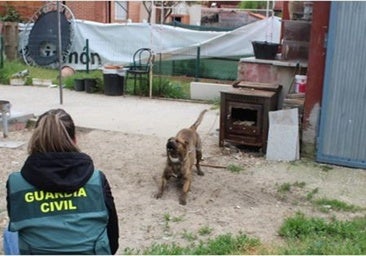 Cuatro perros sueltos atacan y hieren a un vecino de Alcazarén y su mascota