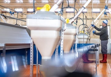 El porcino de capa blanca es uno de los motores que vertebran Castilla y León