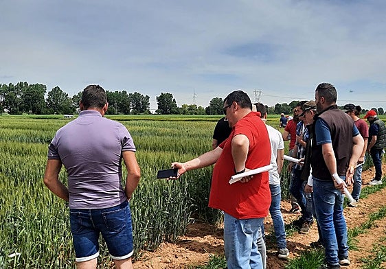 Una imagen de archivo de un grupo de agricultores visita la parcela experimental de trigo blando del Itacyl.