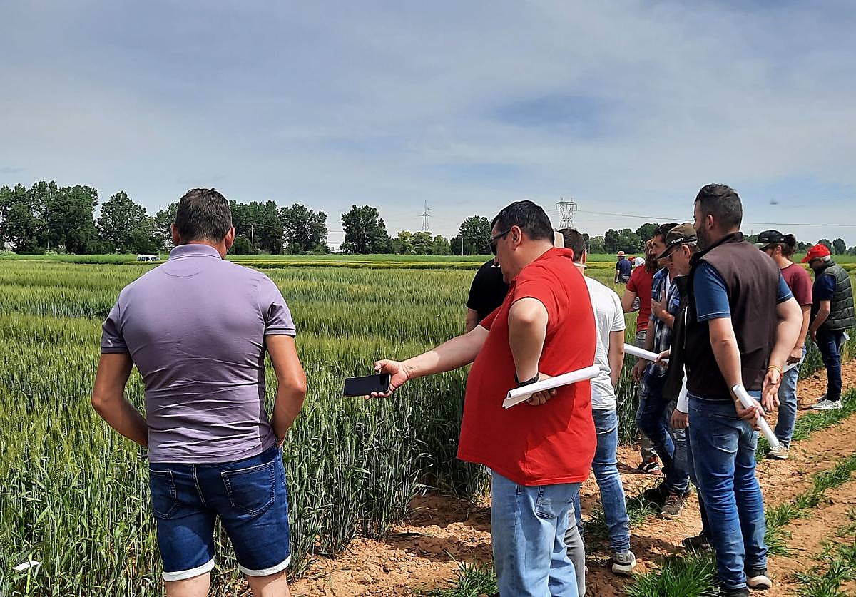 Una imagen de archivo de un grupo de agricultores visita la parcela experimental de trigo blando del Itacyl.