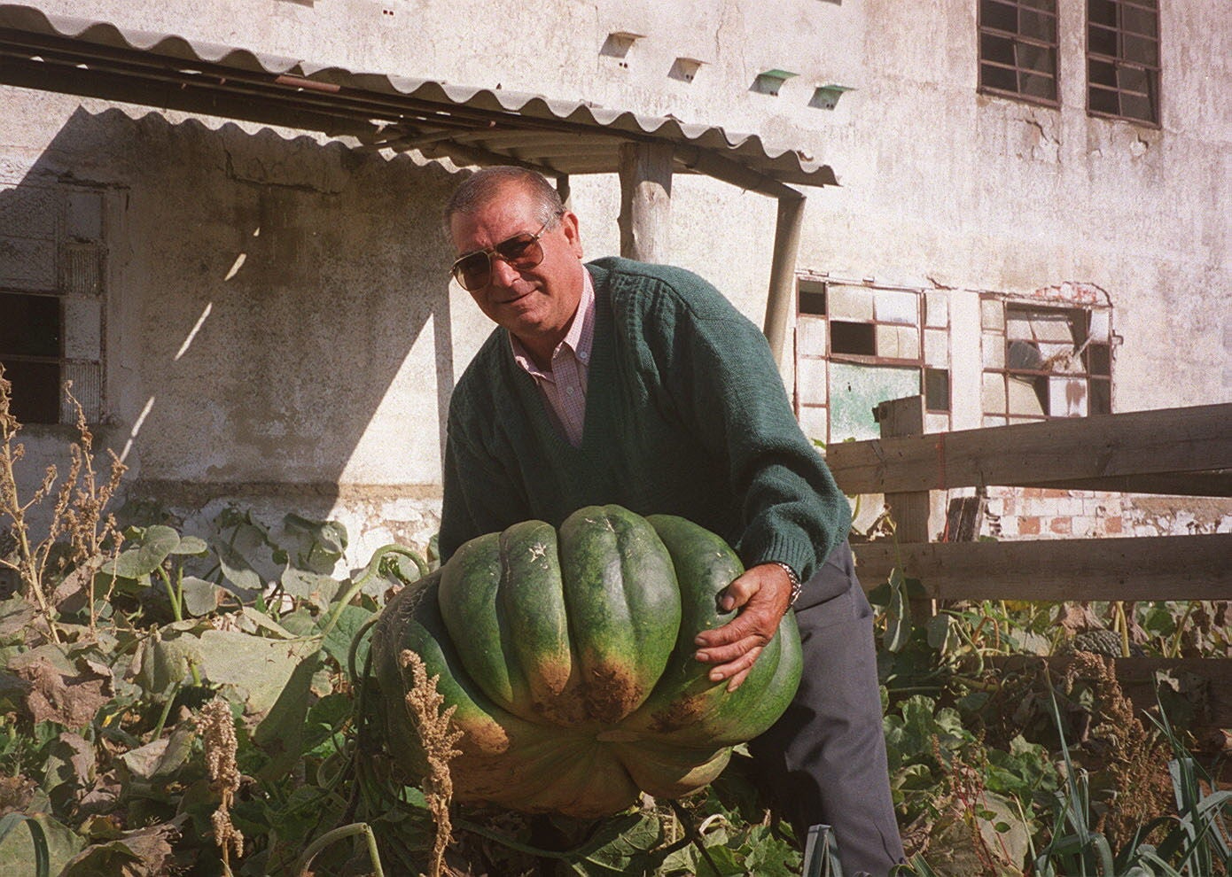 Joaquín Martín de la Rosa, tractorista que cultiva calabazas gigantes en su huerto de Mucientes. 6 de octubre de 2000.