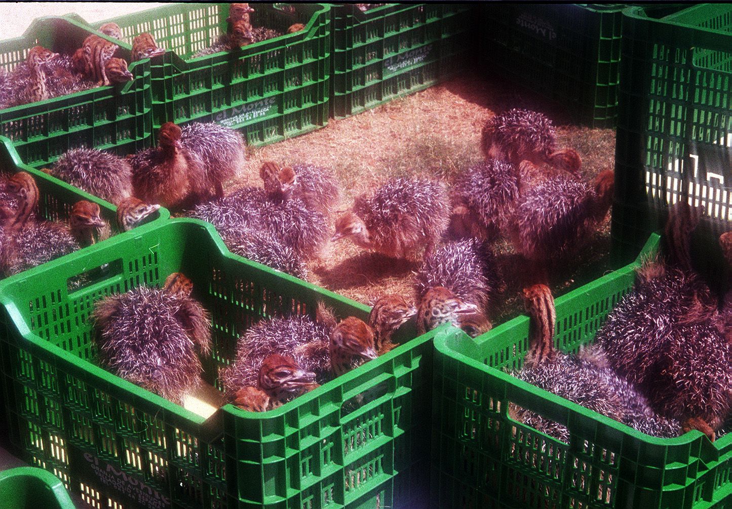 Crías de avestruz, en la granja El Monte situada entre Mucientes y Villalba de los Alcores. 13 de agosto de 2001.