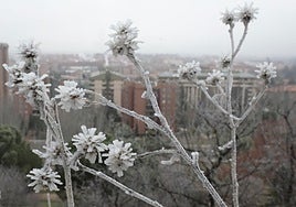 Imagen de archivo de una cencellada.