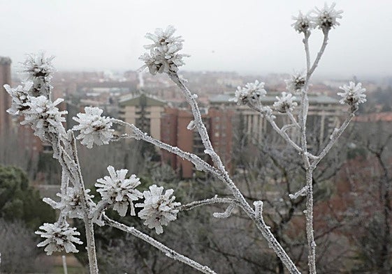 Imagen de archivo de una cencellada.