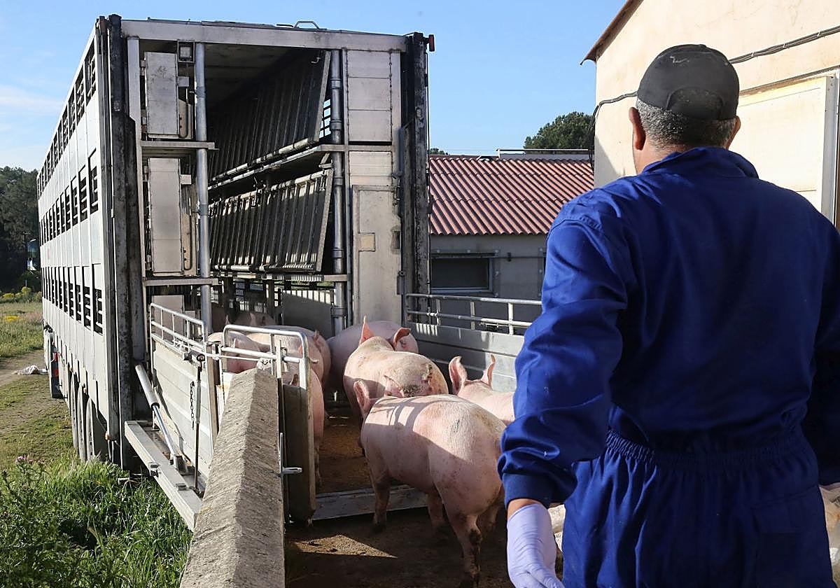 Varios cerdos de una granja de la provincia entran en un camión para su transporte.